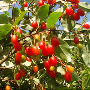 Edible Berry Shrub Seeds