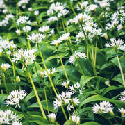 Edible Flower Garlic Seeds - Herbal Plant