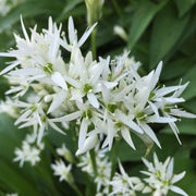Edible Flower Garlic Seeds - Herbal Plant