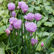 Edible Flower Garlic Seeds - Herbal Plant