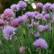 Edible Flower Garlic Seeds - Herbal Plant
