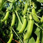 Sugar Snap Pea Seeds – Pisum sativum var. macrocarpon