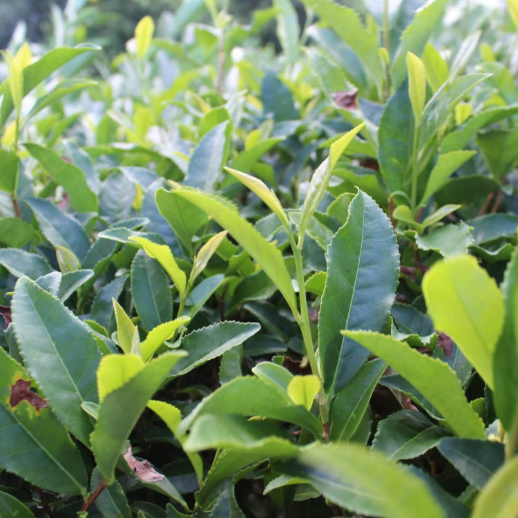 Rare Tea Garden Plants Seeds - Herbal Seeds