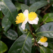 Rare Tea Garden Plants Seeds - Herbal Seeds