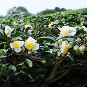 Rare Tea Garden Plants Seeds - Herbal Seeds