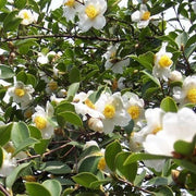 Rare Tea Garden Plants Seeds - Herbal Seeds