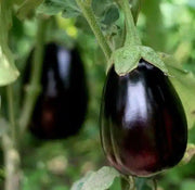 Black Eggplant Seeds