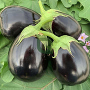 Black Eggplant Seeds