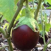 Brown Eggplant Seeds