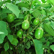 Green Eggplant Seeds