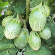 Green Eggplant Seeds