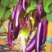 Light Violet Eggplant Seeds