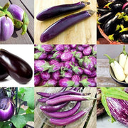 Mixed Eggplant Seeds