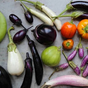 Mixed Eggplant Seeds