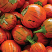 Orange Eggplant Seeds
