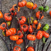Ruffled Eggplant Seeds