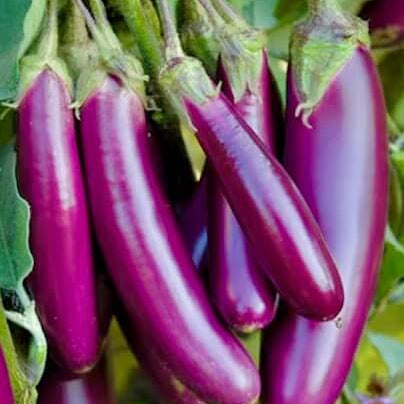 Light Violet Eggplant Seeds