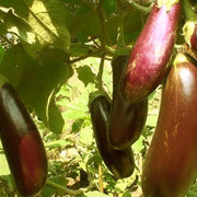 Red and Green Eggplant Seeds