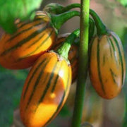 Yellow Green Eggplant Seeds