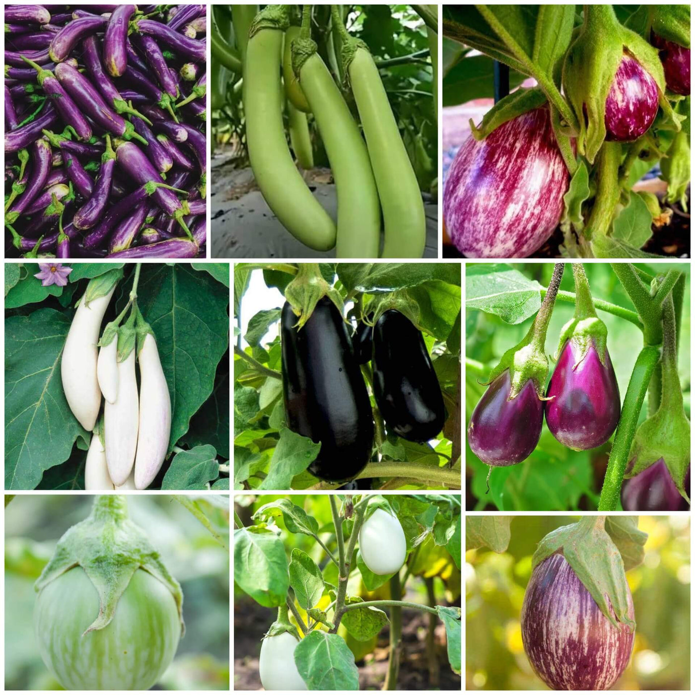 Eggplant Seeds - All In One For Home Gardens