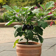 Eggplant Seeds - All In One For Home Gardens