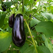 Eggplant Seeds - All In One For Home Gardens