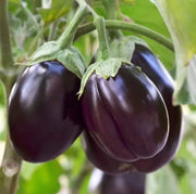 Dark Violet Eggplant Seeds