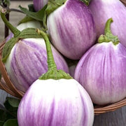 Lavender Eggplant Seeds