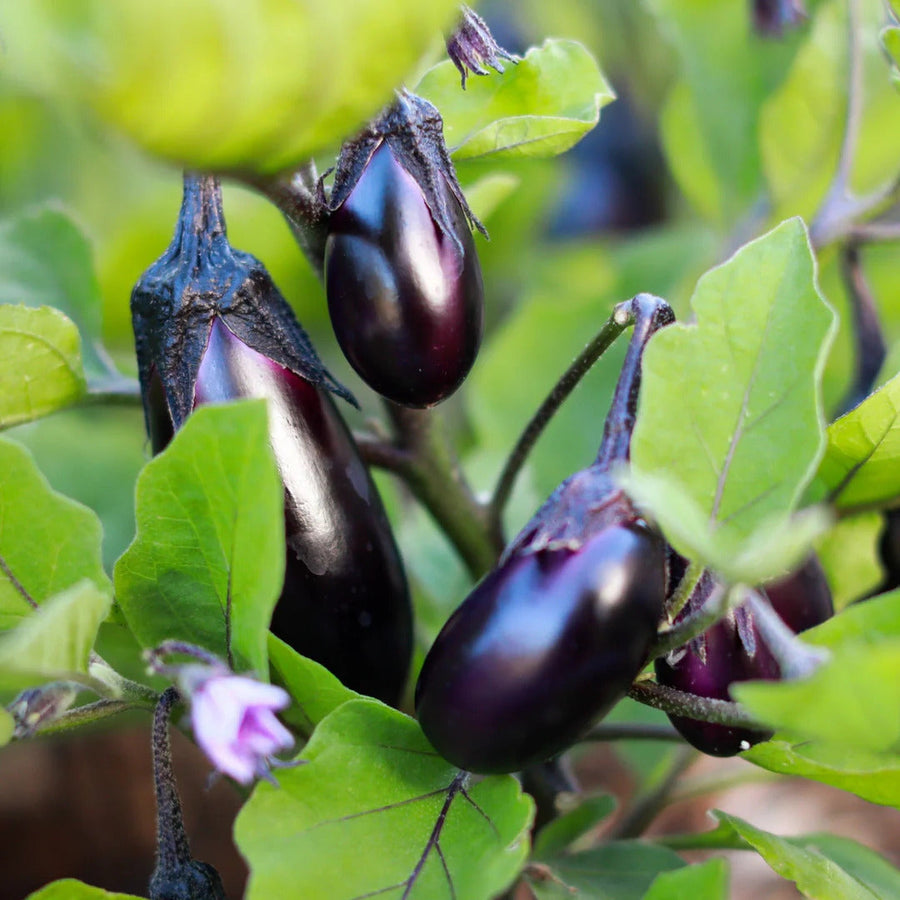 Black Eggplant Seeds