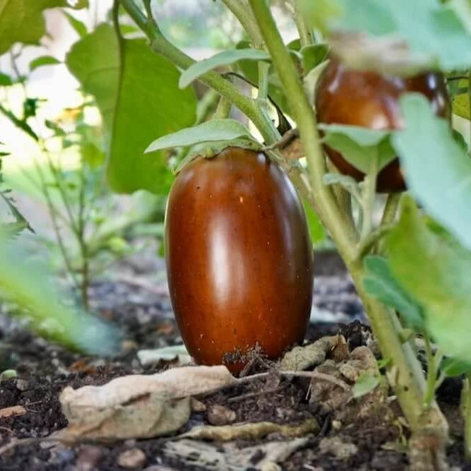 Brown Eggplant Seeds