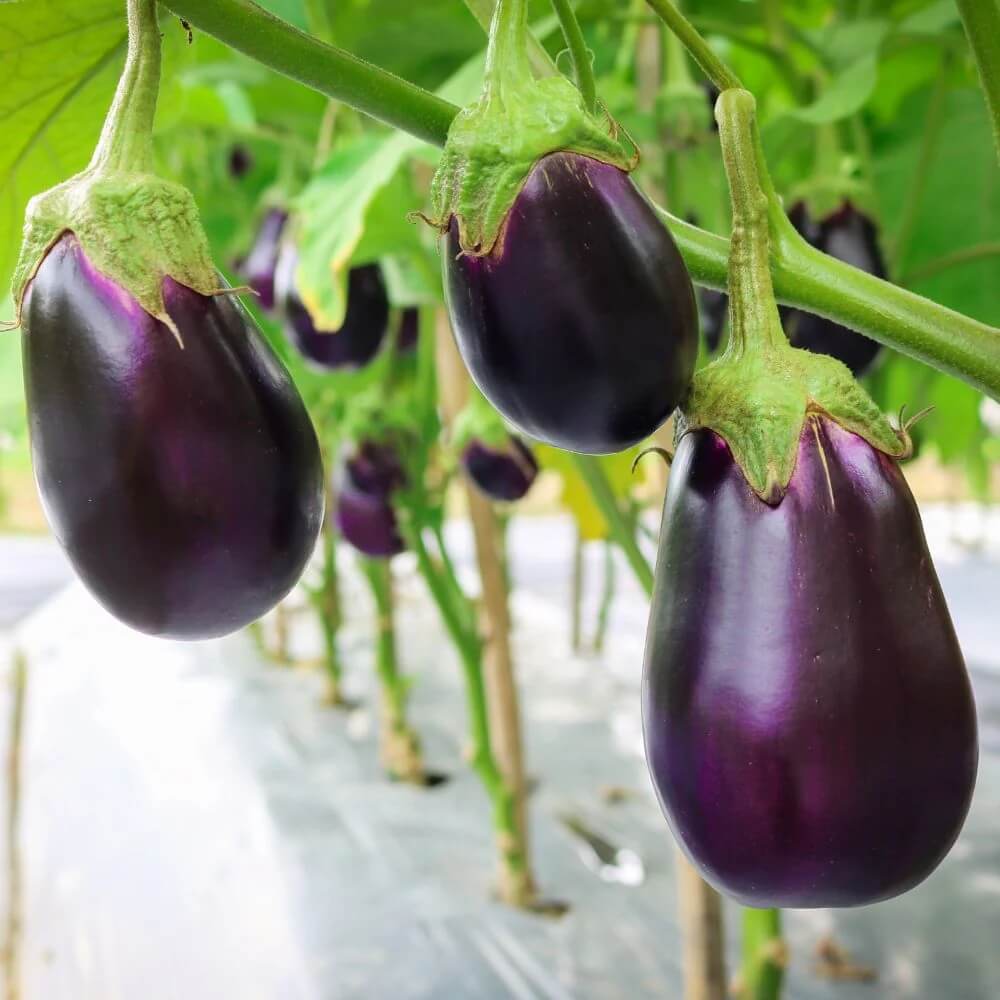 Dark Violet Eggplant Seeds