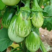 Green Eggplant Seeds