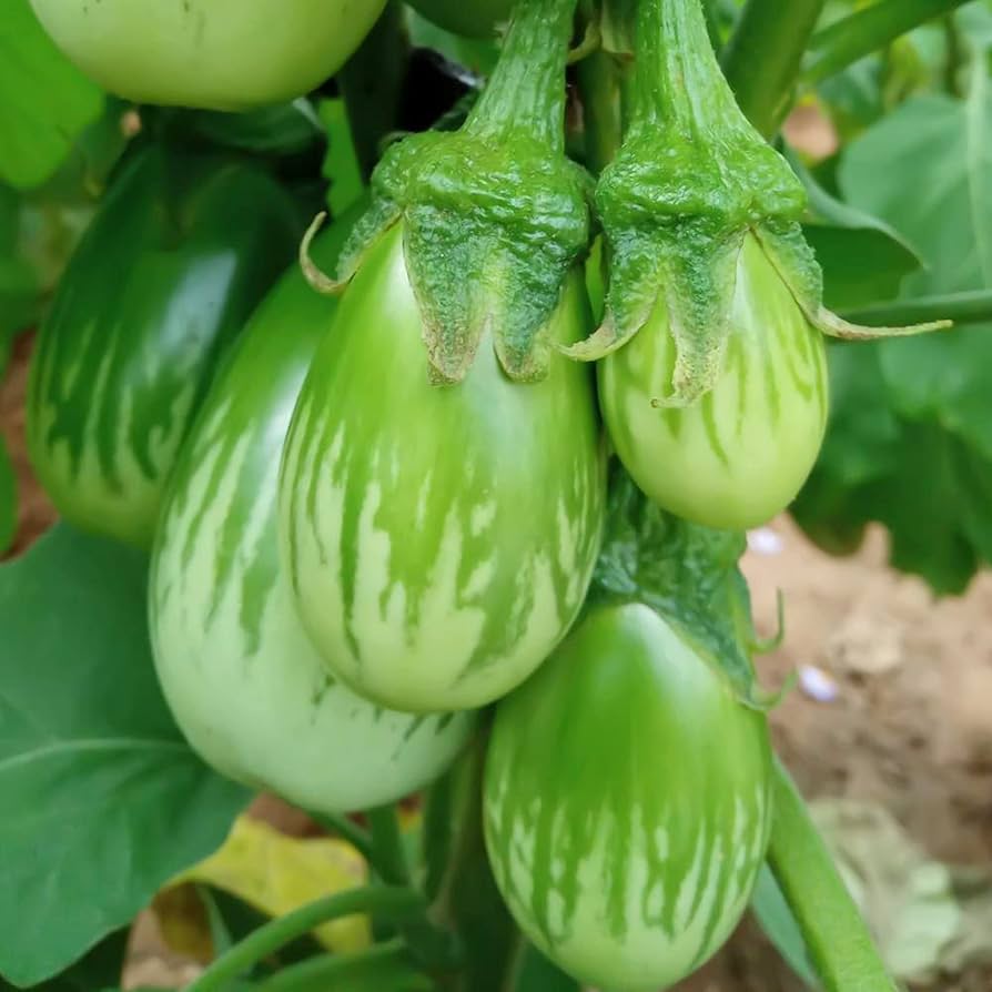 Green Eggplant Seeds