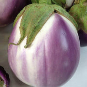 Lavender Eggplant Seeds