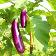 Light Violet Eggplant Seeds