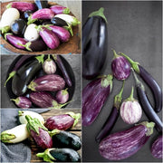 Mixed Eggplant Seeds