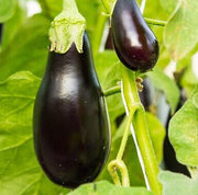 Sweet Eggplant Seeds