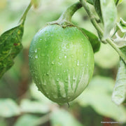 Thai Round Eggplant Seeds