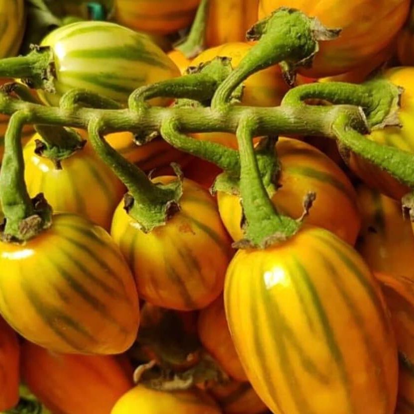 Yellow Green Eggplant Seeds