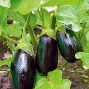 Sweet Eggplant Seeds