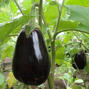 Sweet Eggplant Seeds