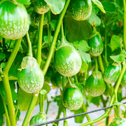 Thai Chao Eggplant Seeds