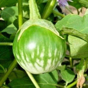 Thai Chao Eggplant Seeds