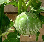 Thai Round Eggplant Seeds