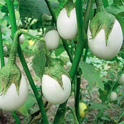 White Eggplant Seeds