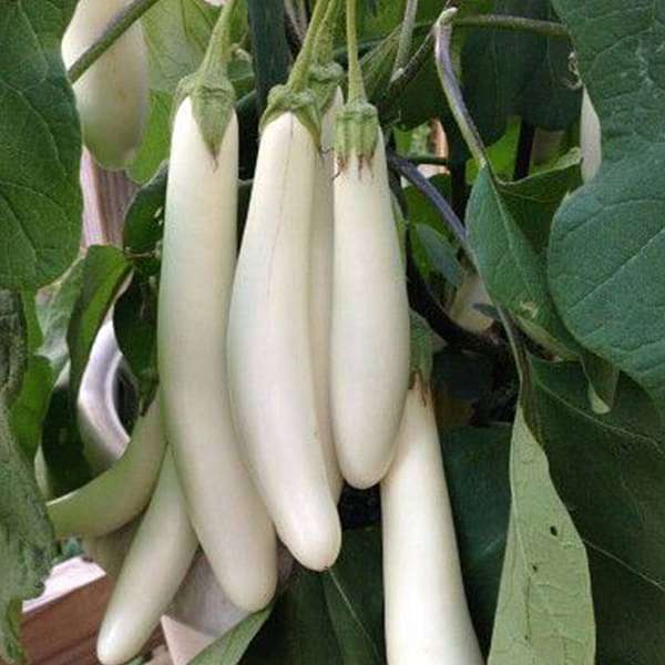 White Long Eggplant Seeds