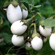 White Eggplant Seeds