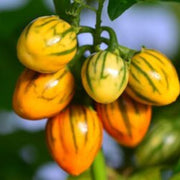 Yellow Green Eggplant Seeds