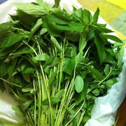 Corchorus olitorius Egyptian Spinach Seeds