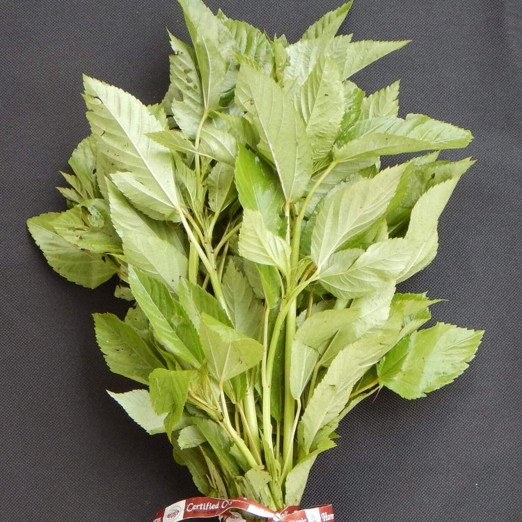Corchorus olitorius Egyptian Spinach Seeds